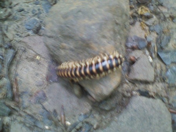 Thick as a pencil, and half as long.