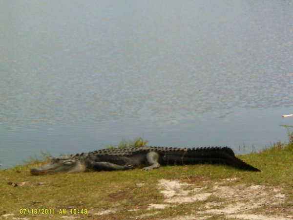 gator.jpg