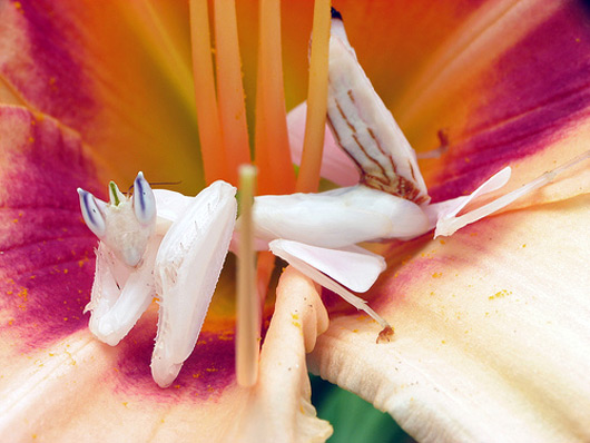 orchid-mantis3.jpg