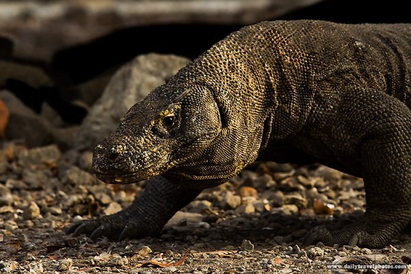 The photo reference I used for the stencil.