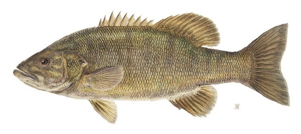 smallmouth_bass.jpg