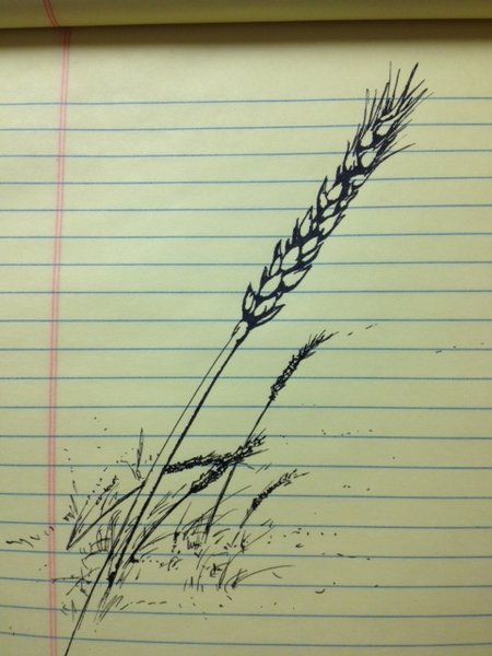 wheat.JPG