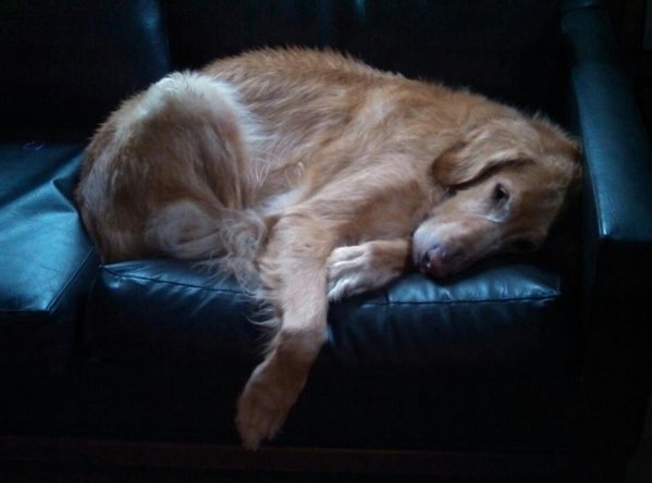 Nugzagain.jpg (44.85 KiB) Viewed 3446 times See how small and cute I am? Tiny! I could totally fit on your lap...