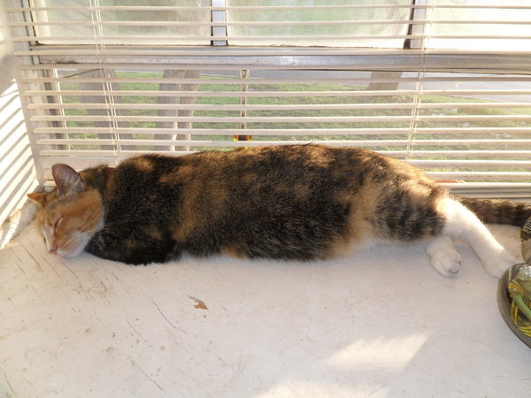 windowcat.JPG