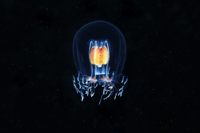 Alien Jelly.jpg