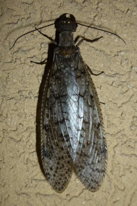 dobsonfly.jpg
