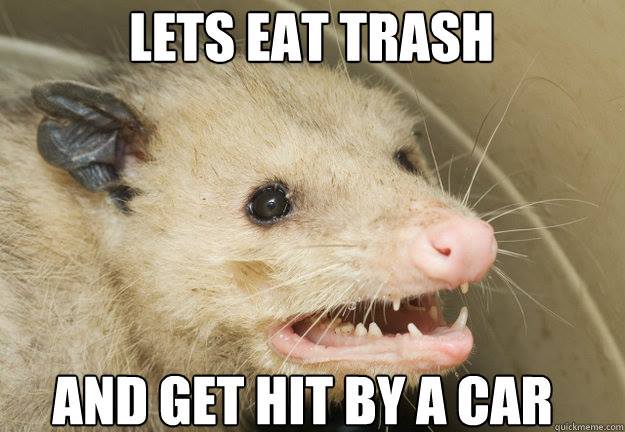 possum.jpg