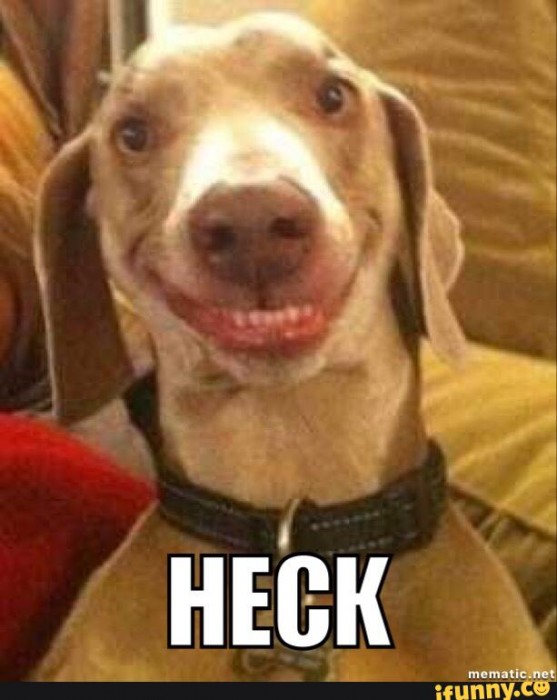 dog heck.jpg