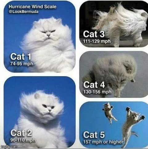cat5.jpg
