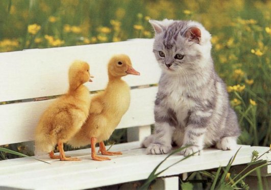 kitten and ducks.jpg