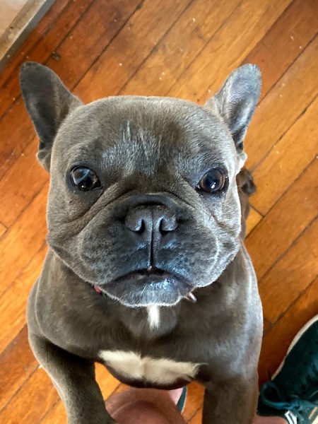 gizzy face.jpg