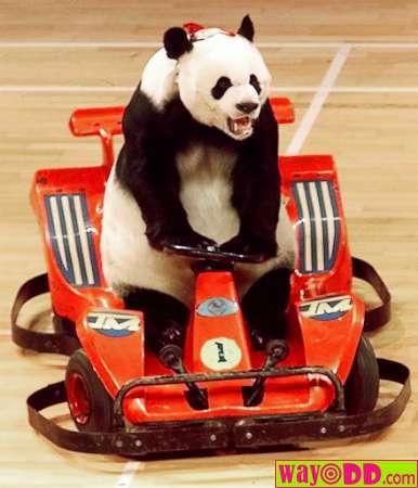 funny-pictures-panda-racer.jpg