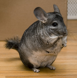 chinchilla.jpg