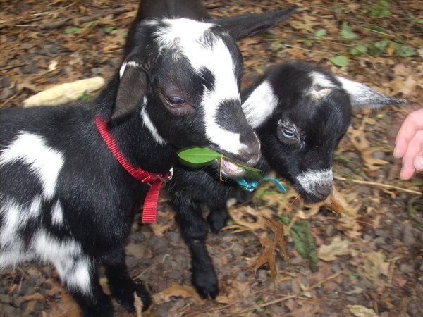 Julian and Dante livin' up to their initials