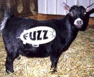 fuzzgoat.jpg