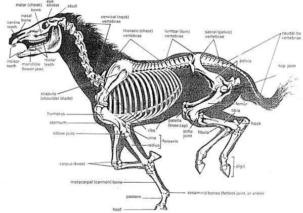 Skeletonhorse.jpg
